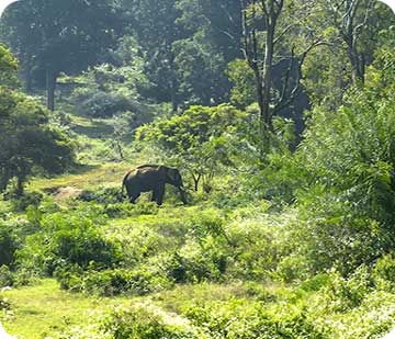 Bandipur
