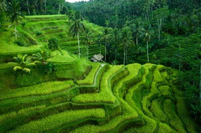 Tegallalang Rice Terraces