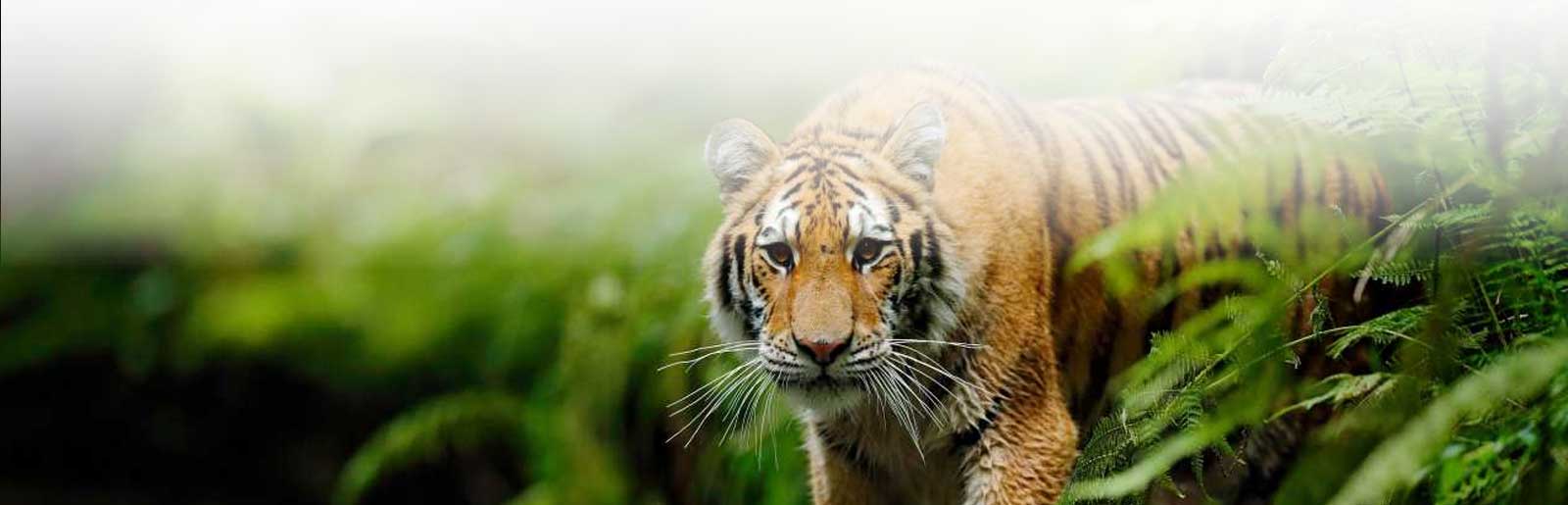 Ocean Leisure Infra Banner