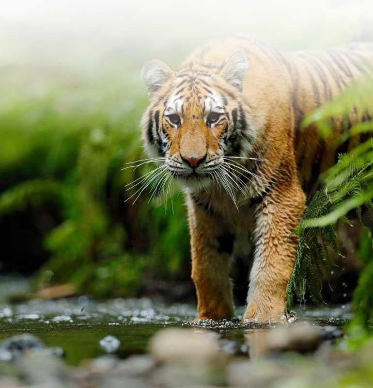 Ocean Leisure Infra Banner