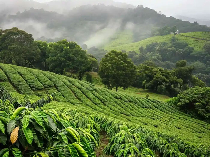 Ocean Leisure Infra gallery